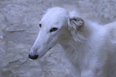 Грациозное создание.