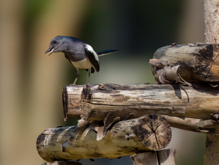 The oriental magpie robin in Southern Asia