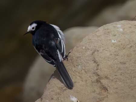 the large pied wagtail in China