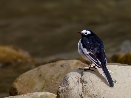 the large pied wagtail in China