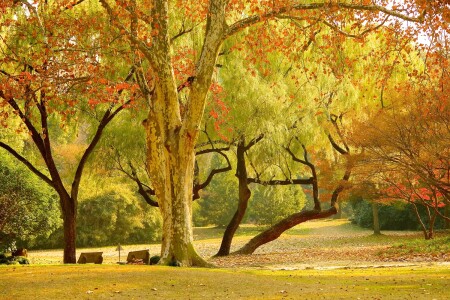 Осень в парке
