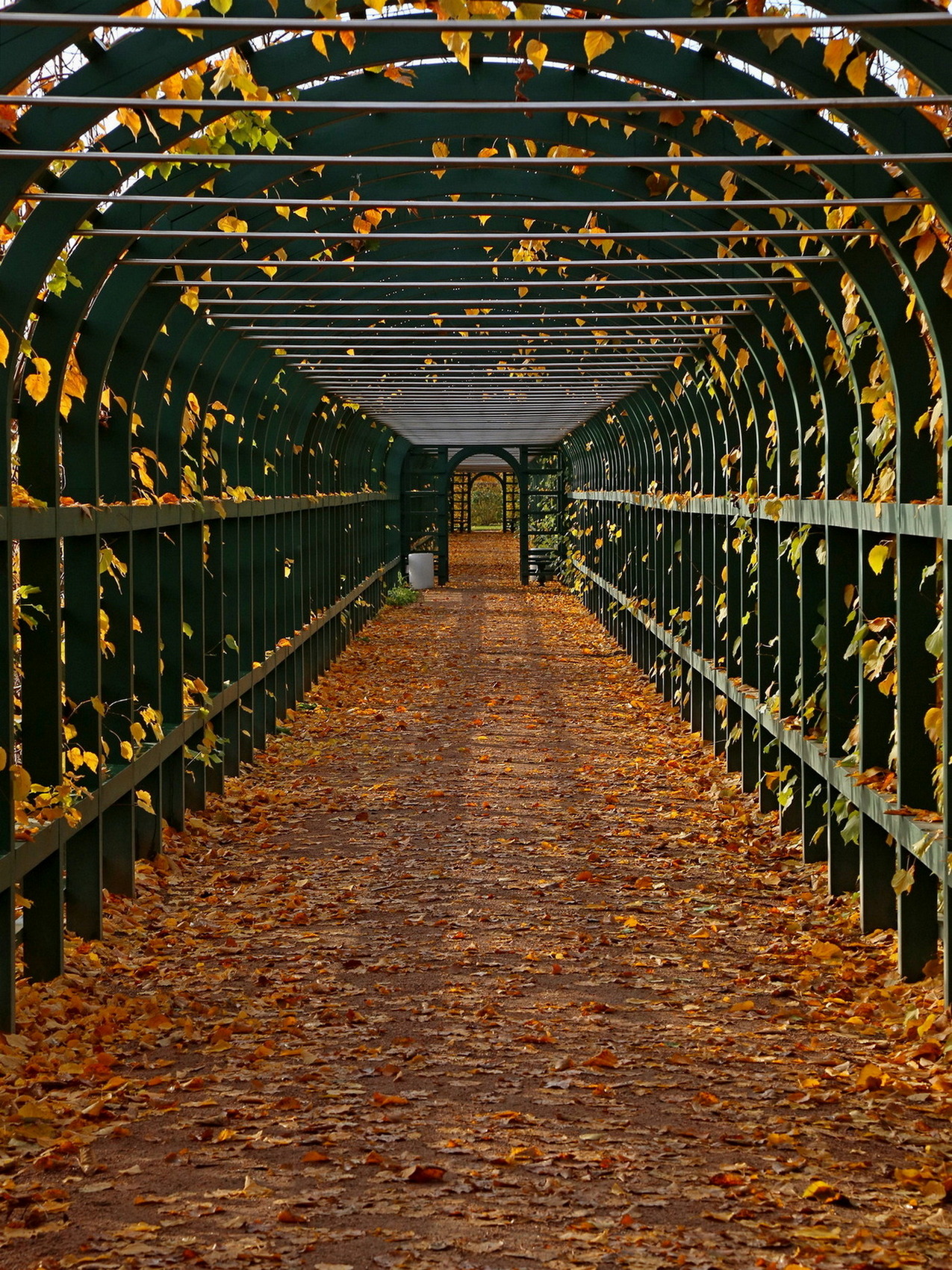 Питерская классика-5