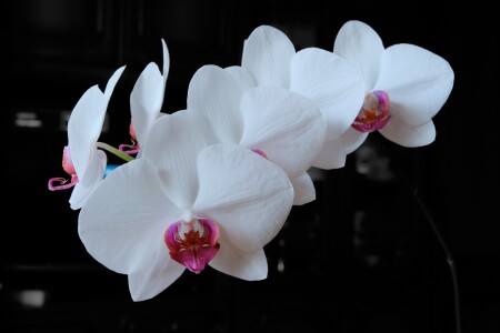 Домашний цветок