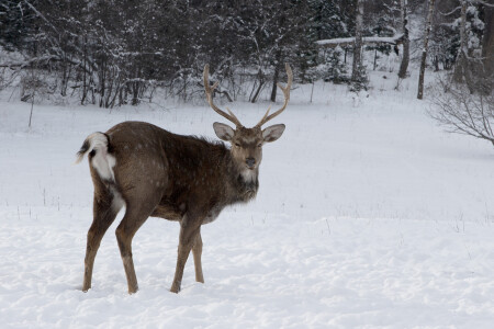 Олень пятнистый