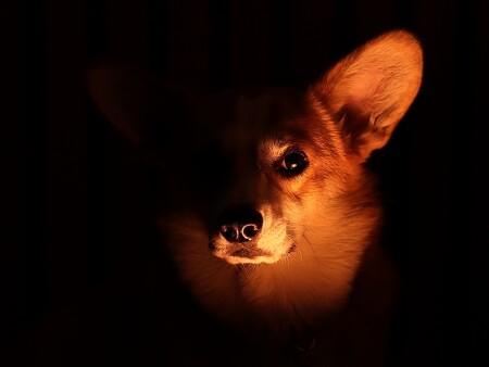 Мистический корги