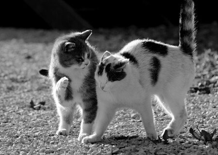 суровое воспитание