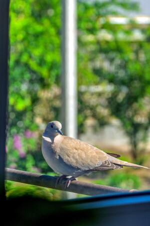 Взгляд сквозь стекло(дикий голубь)