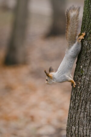 Белка в парке