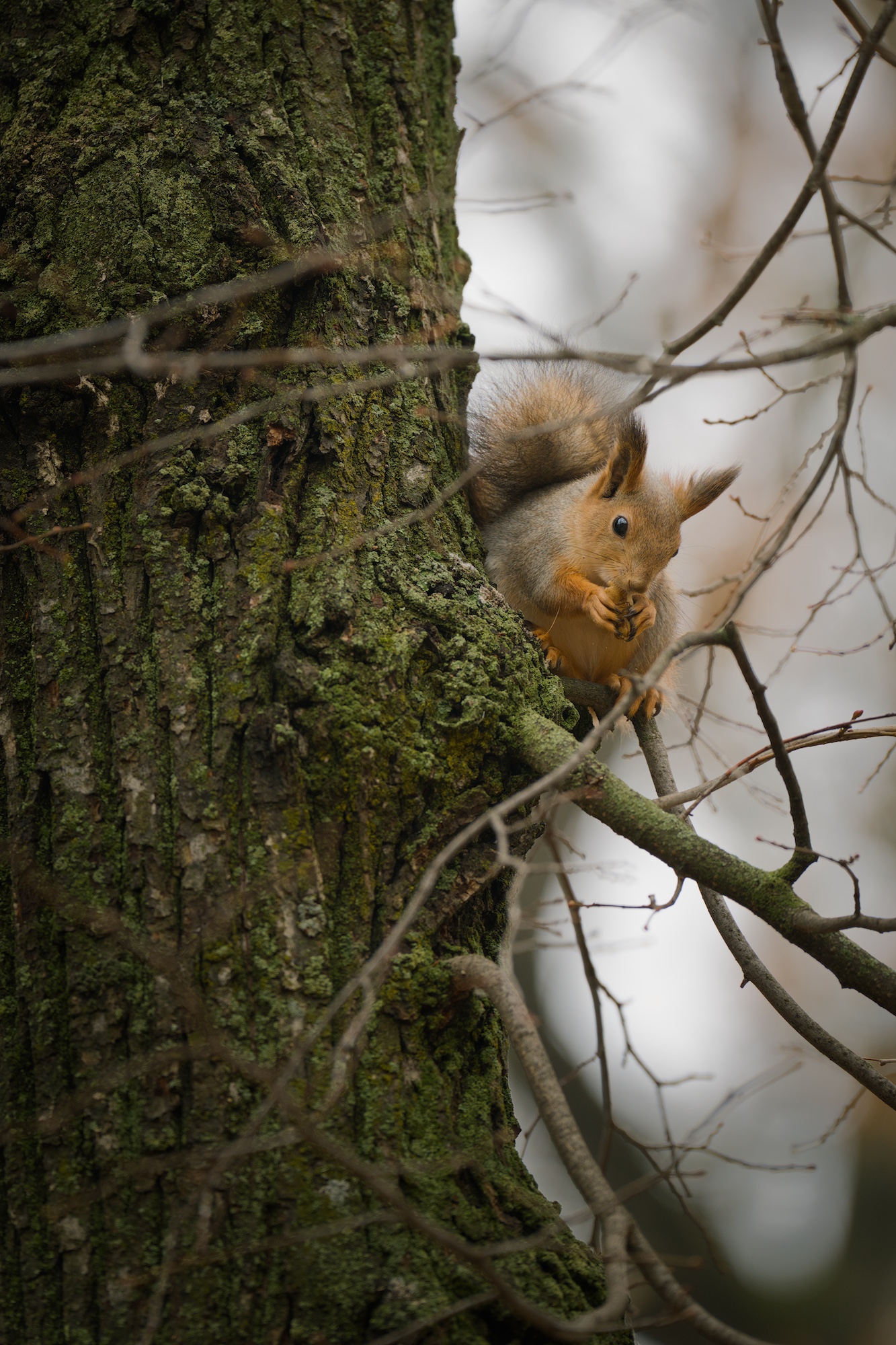 Белка в парке