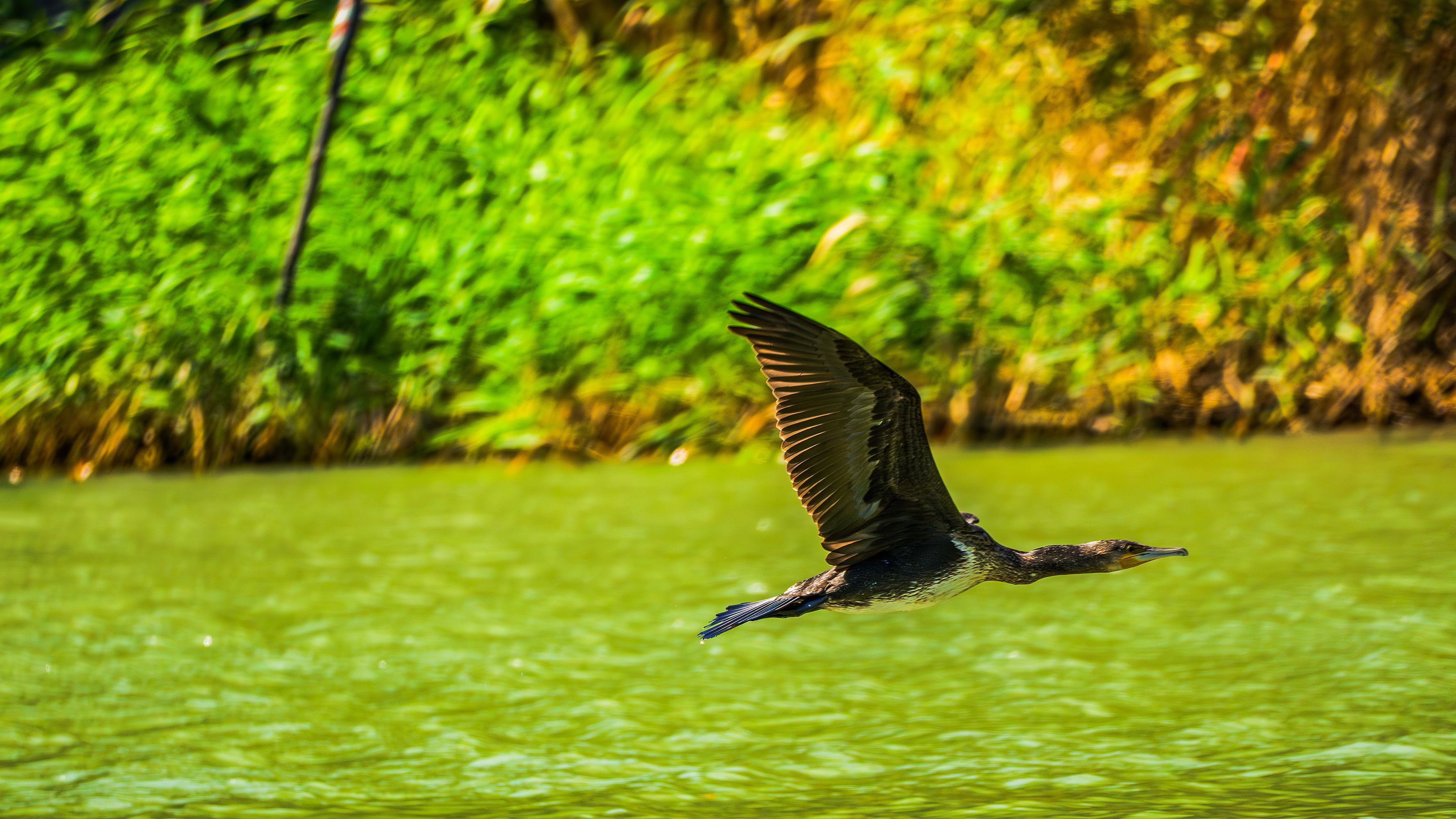полет вдоль реки