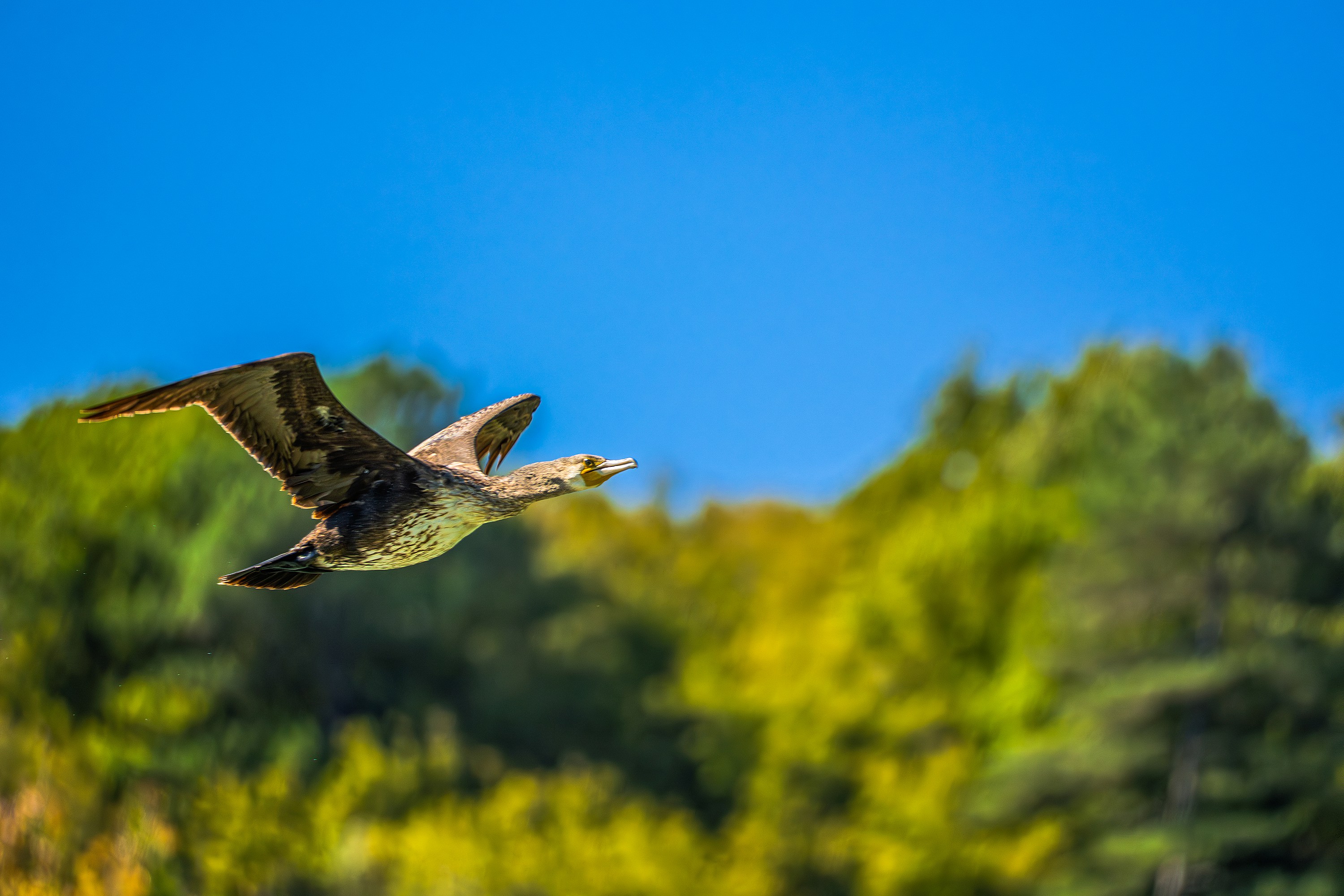 Баклан в полете