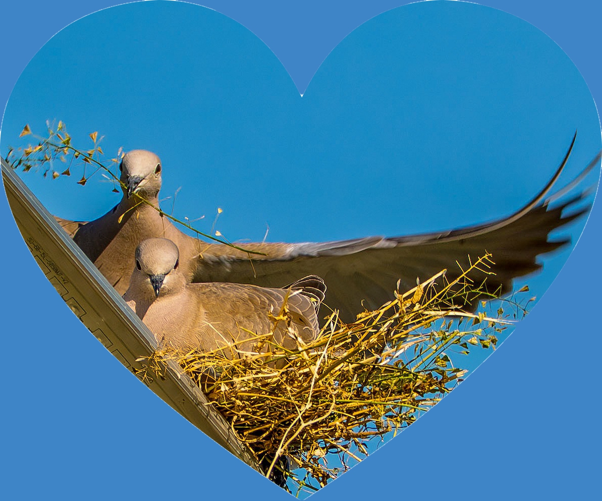 под его крылом