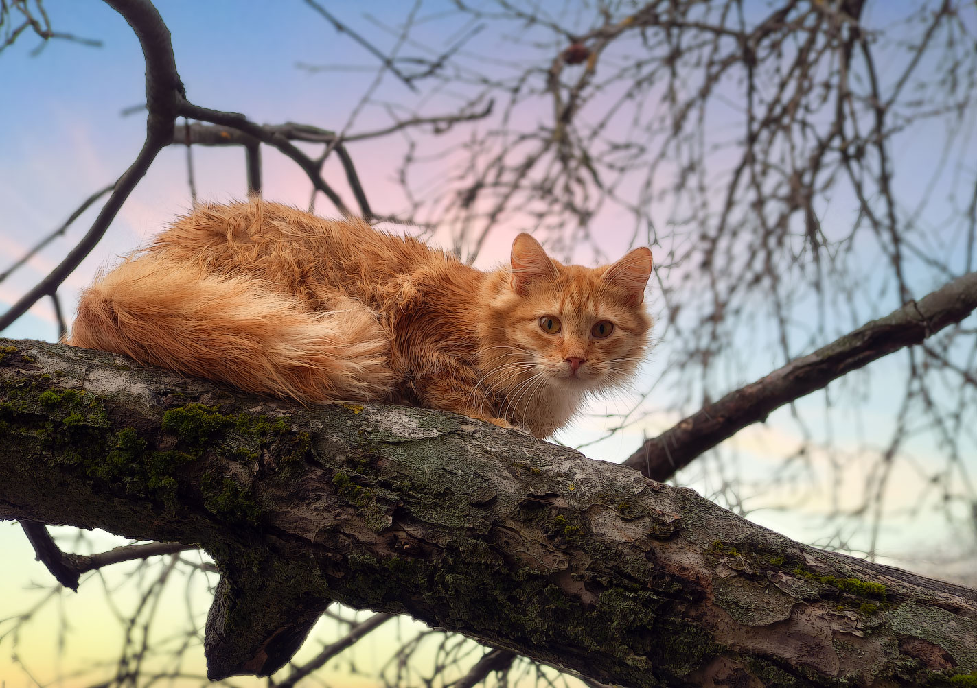Даже шуба под цвет глаз
