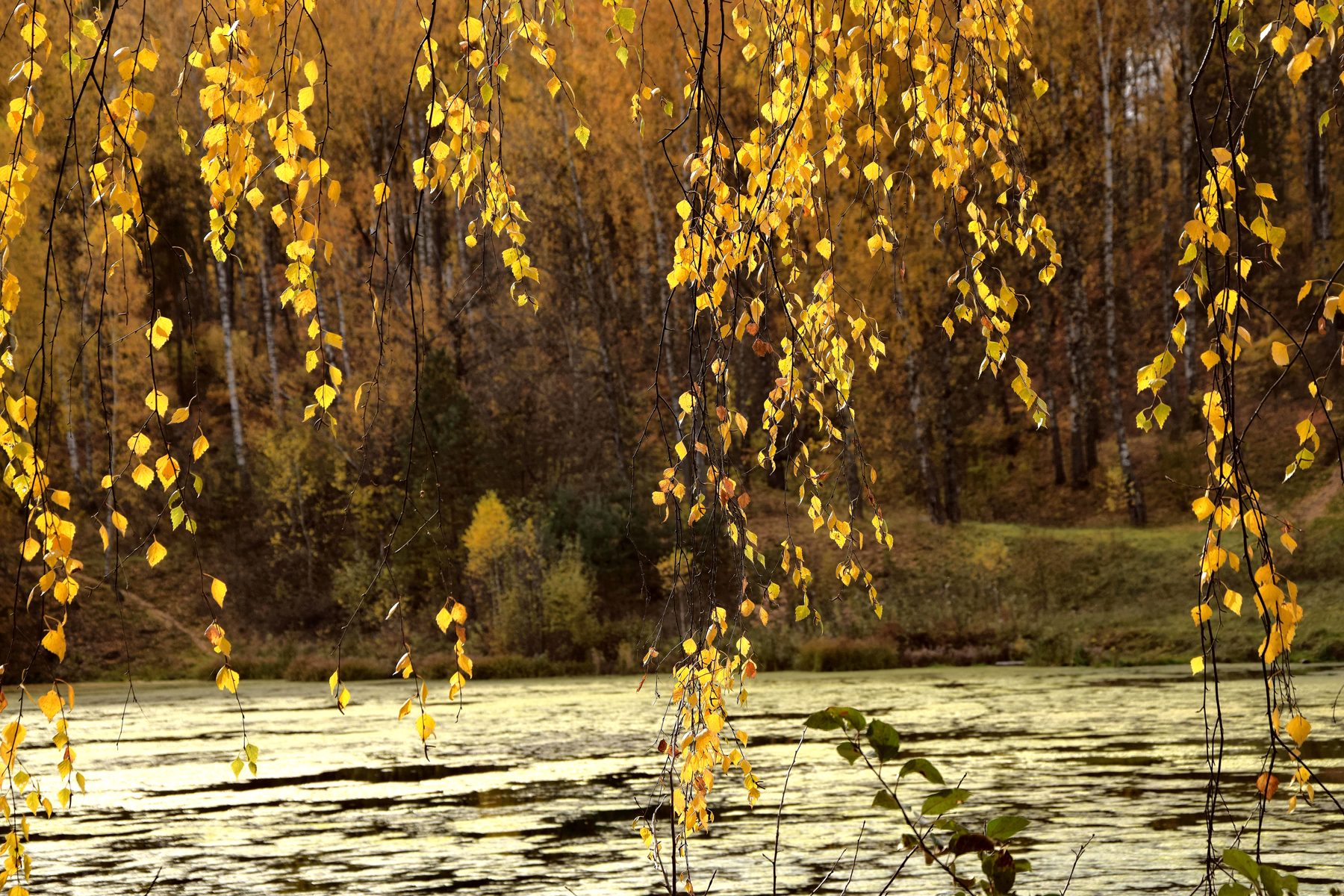 Занавеска осенней берёзы