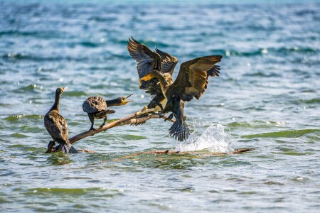 Неприветливая компания