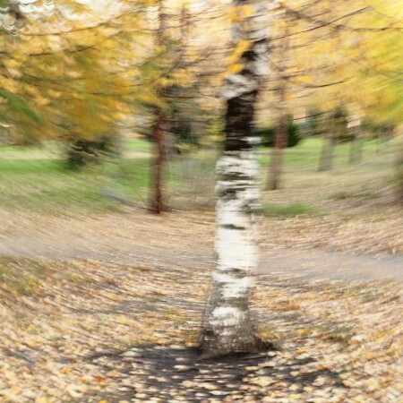 Белая береза