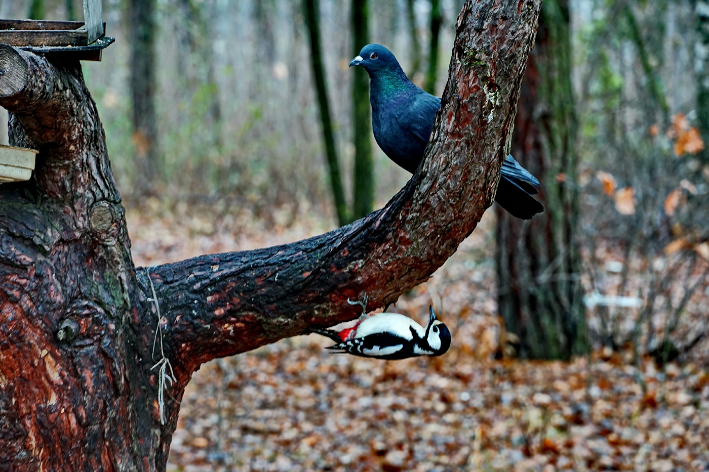 Места хватит всем.