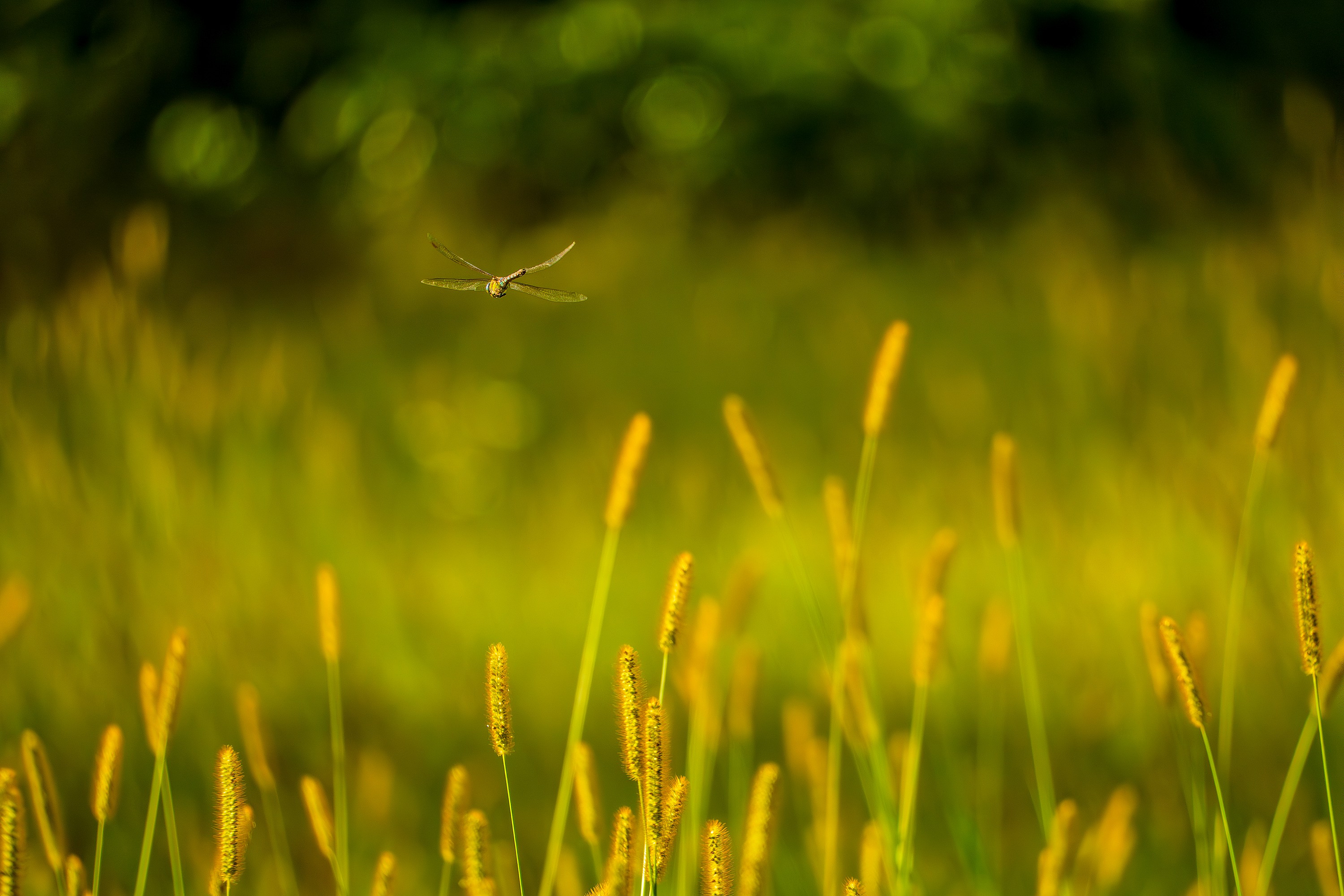 на солнечной поляне