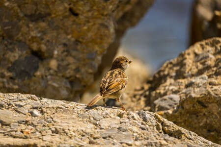 Обыкновенный воробей 