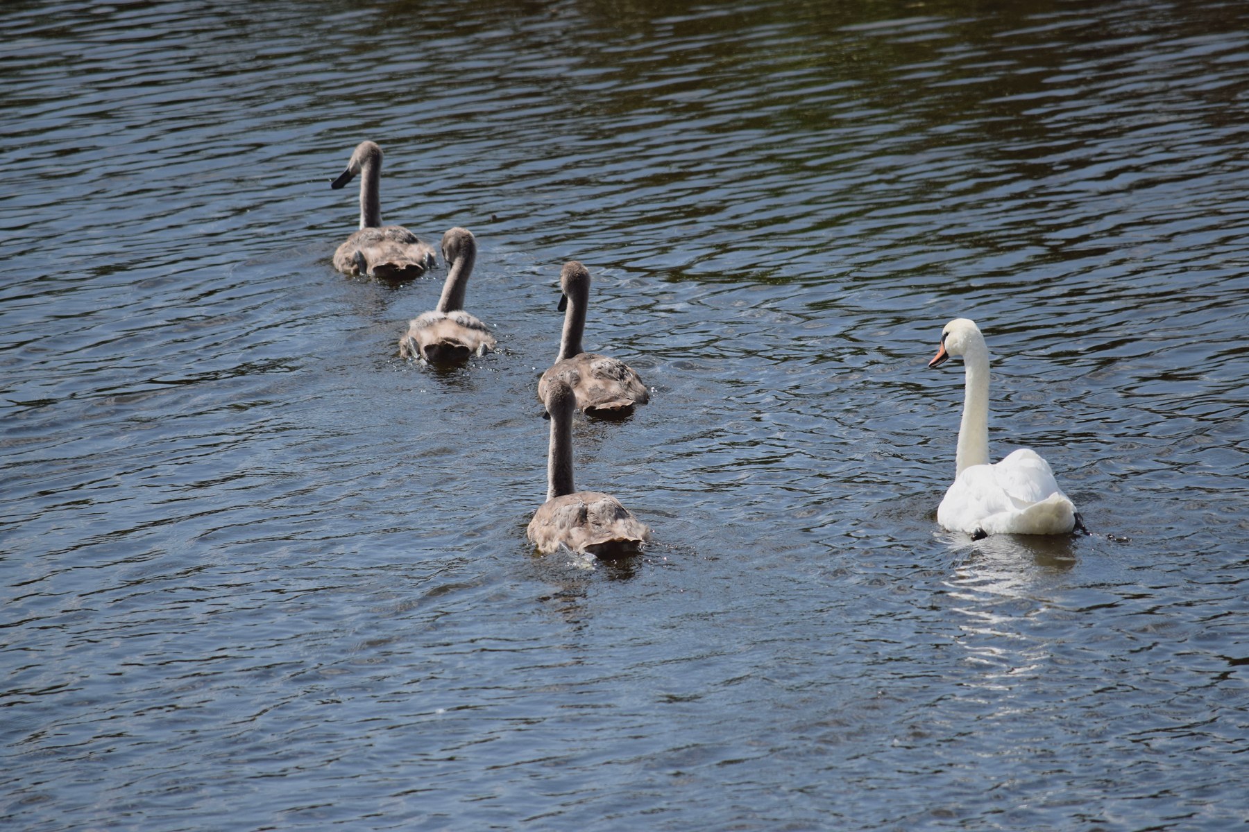 Начальник и подчиненные.