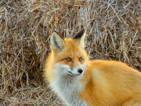 На сеновале