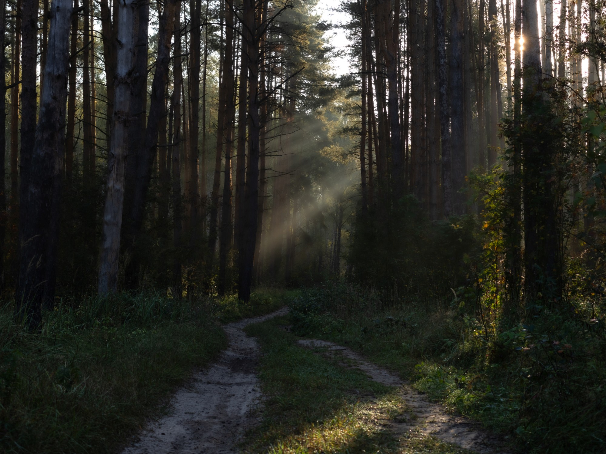 Утро в лесу