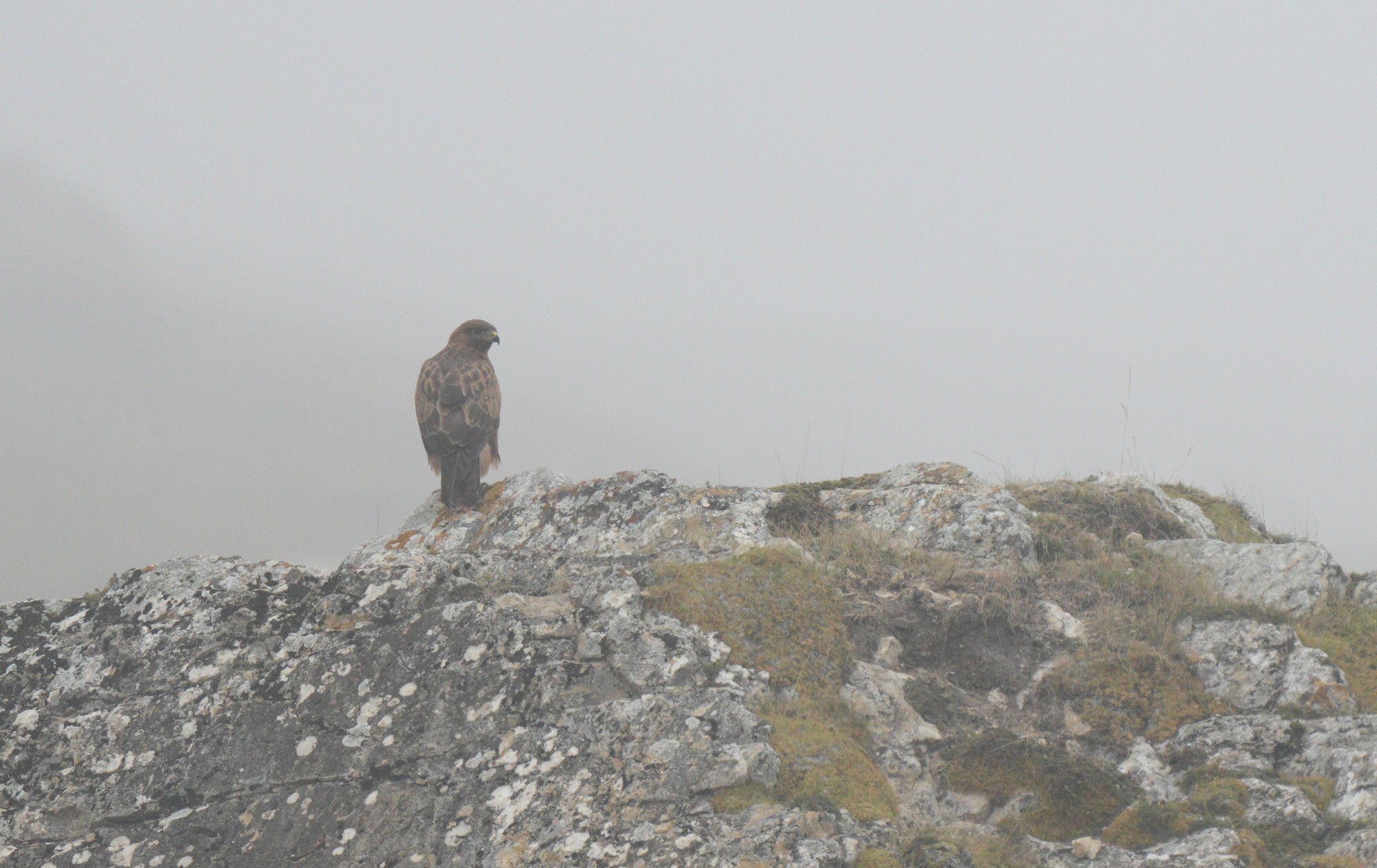 Осторожный курганник