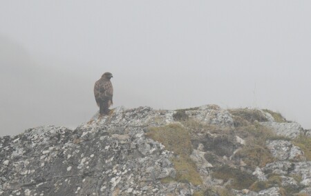 Осторожный курганник