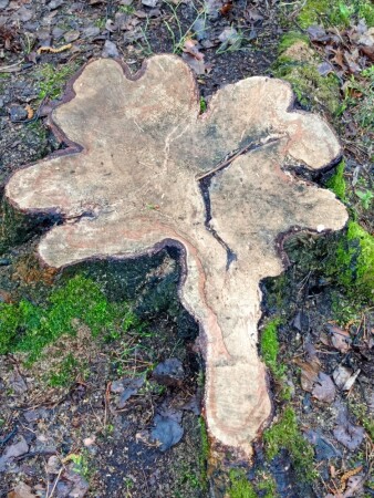 Древесный цветок