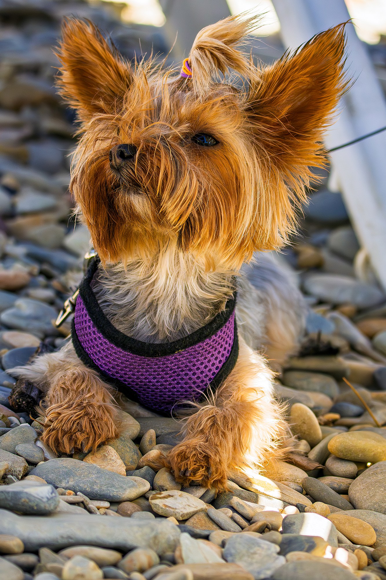 Йоркширский терьер