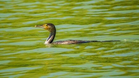 Зеленоглазый пловец