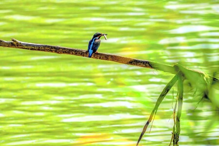 Зимородок 2