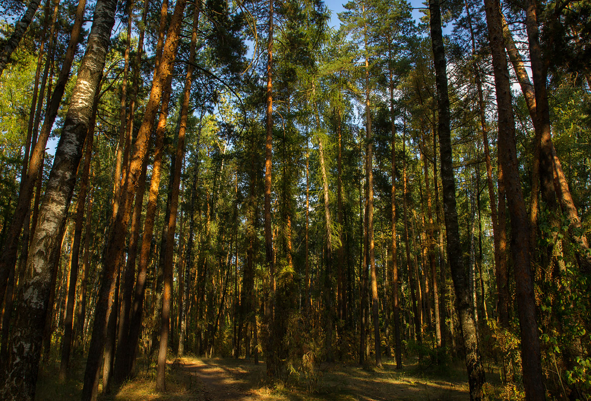 Лес в пятнах света