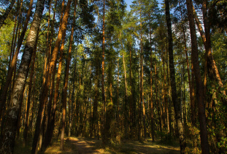 Лес в пятнах света