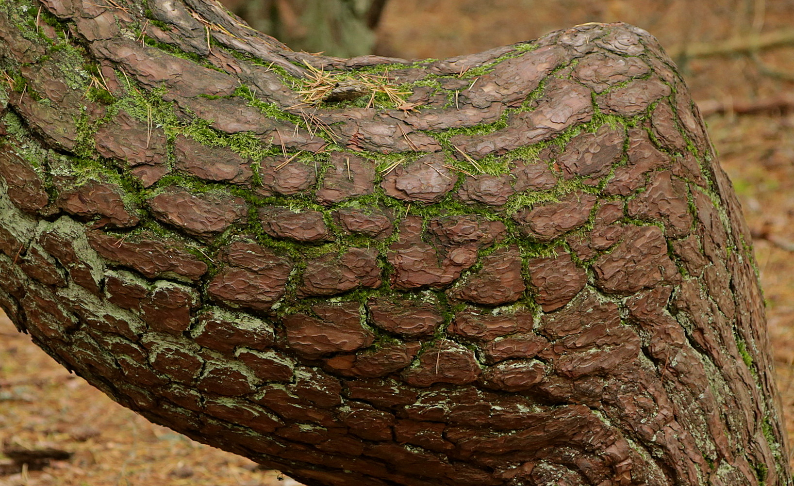 Чешуя сосны...