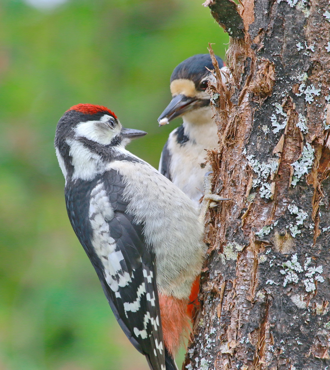 кушать подано...