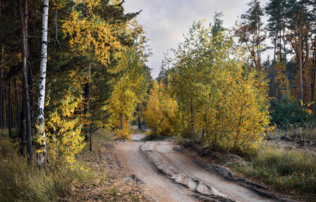 Вечер в осеннем лесу