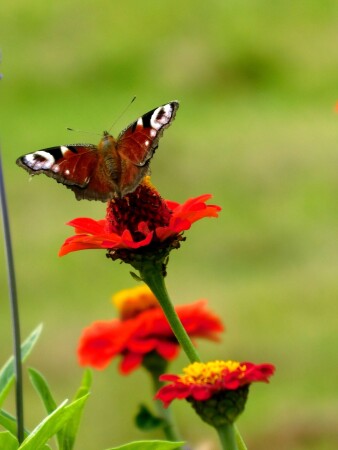 Павлиний глаз
