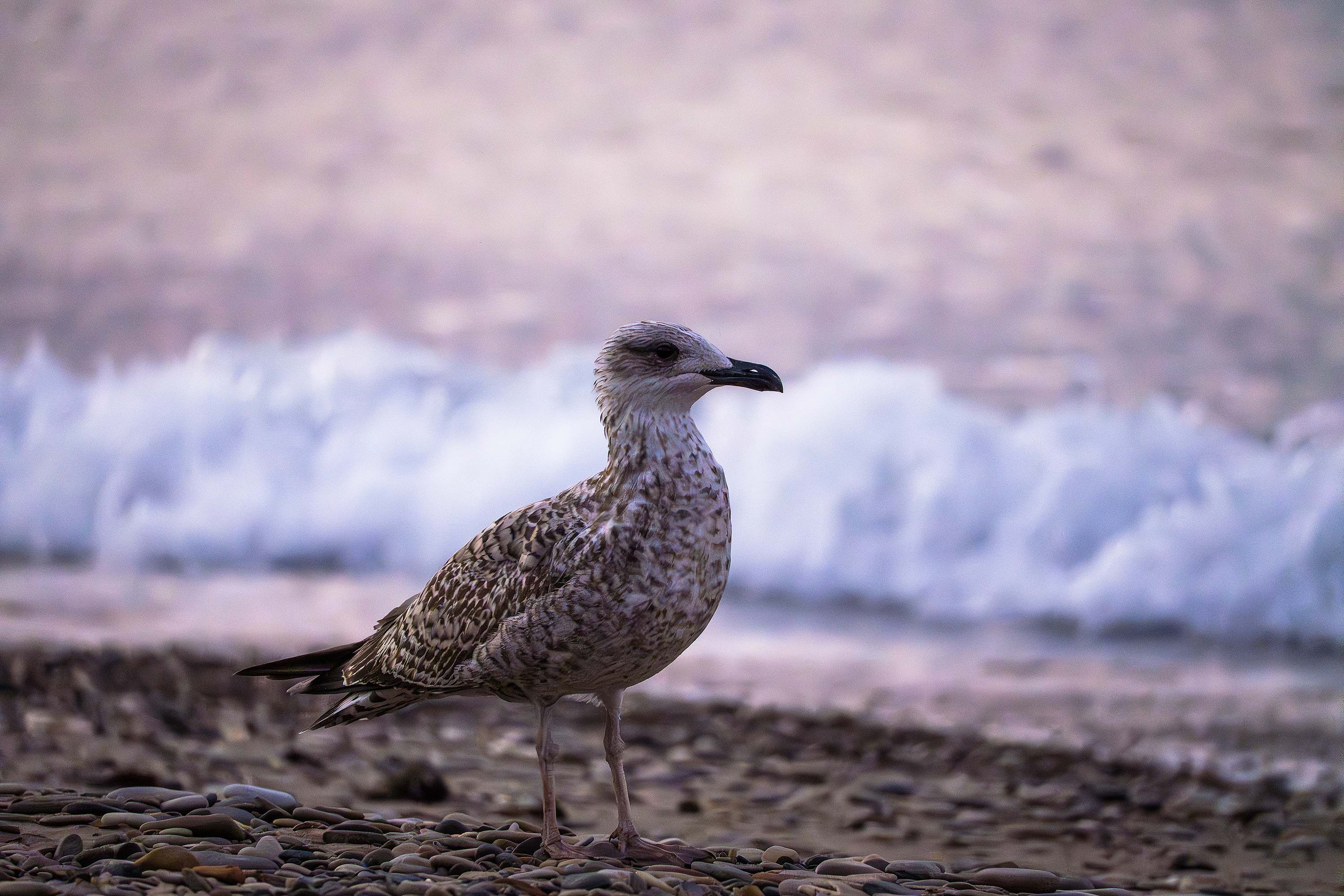 В цвете раннего утра