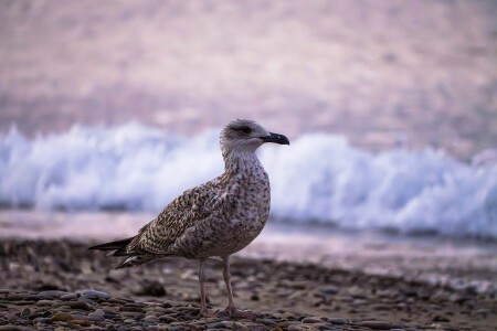В цвете раннего утра