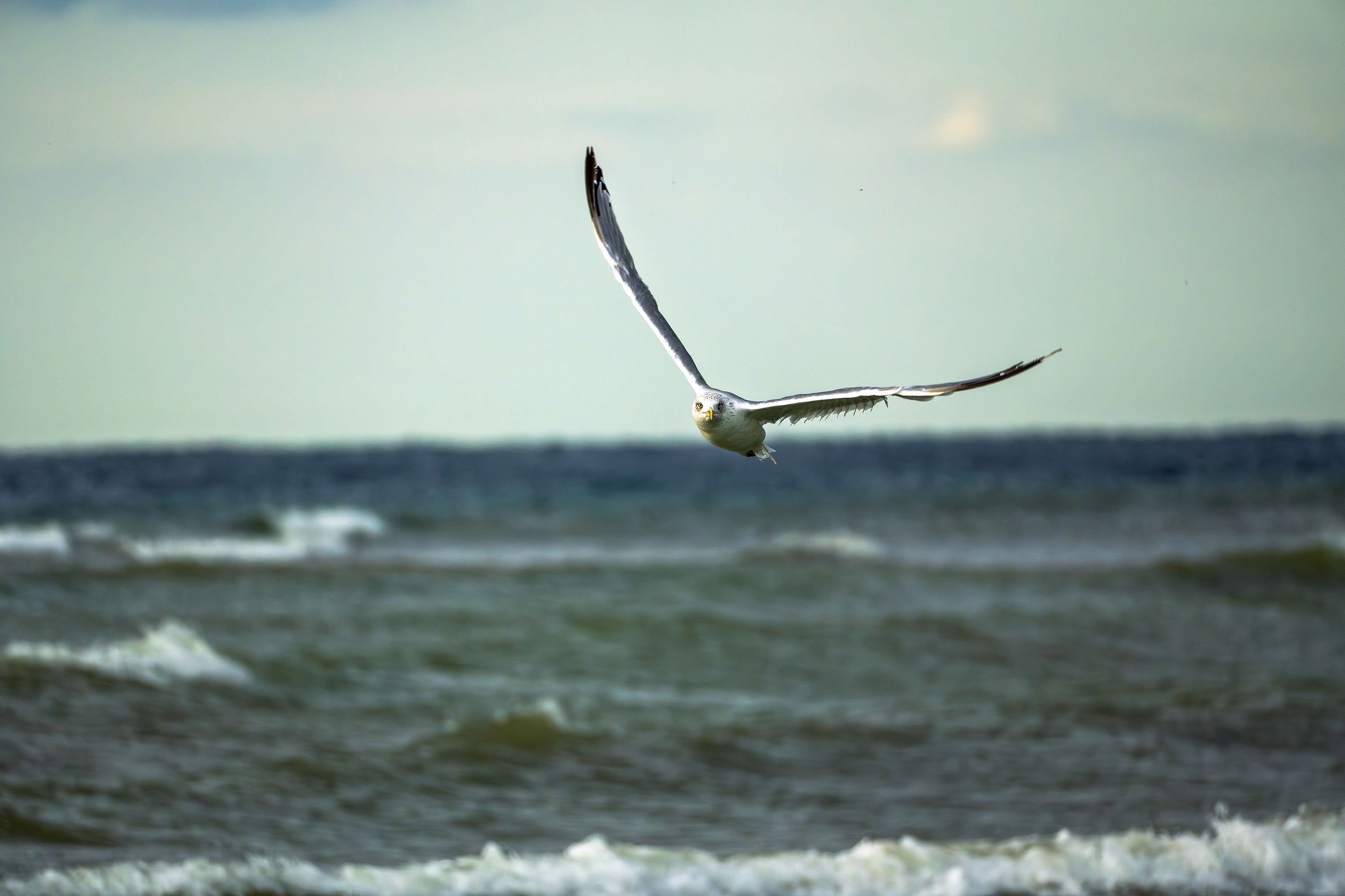 Пейзаж с чайкой