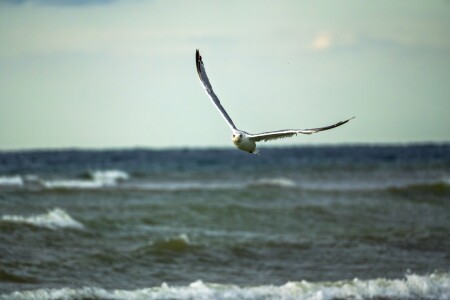 Пейзаж с чайкой