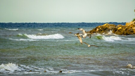 Пейзаж с чайками