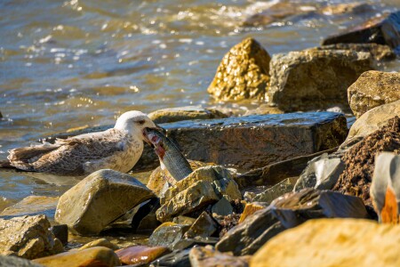 Когда хочется быть питоном