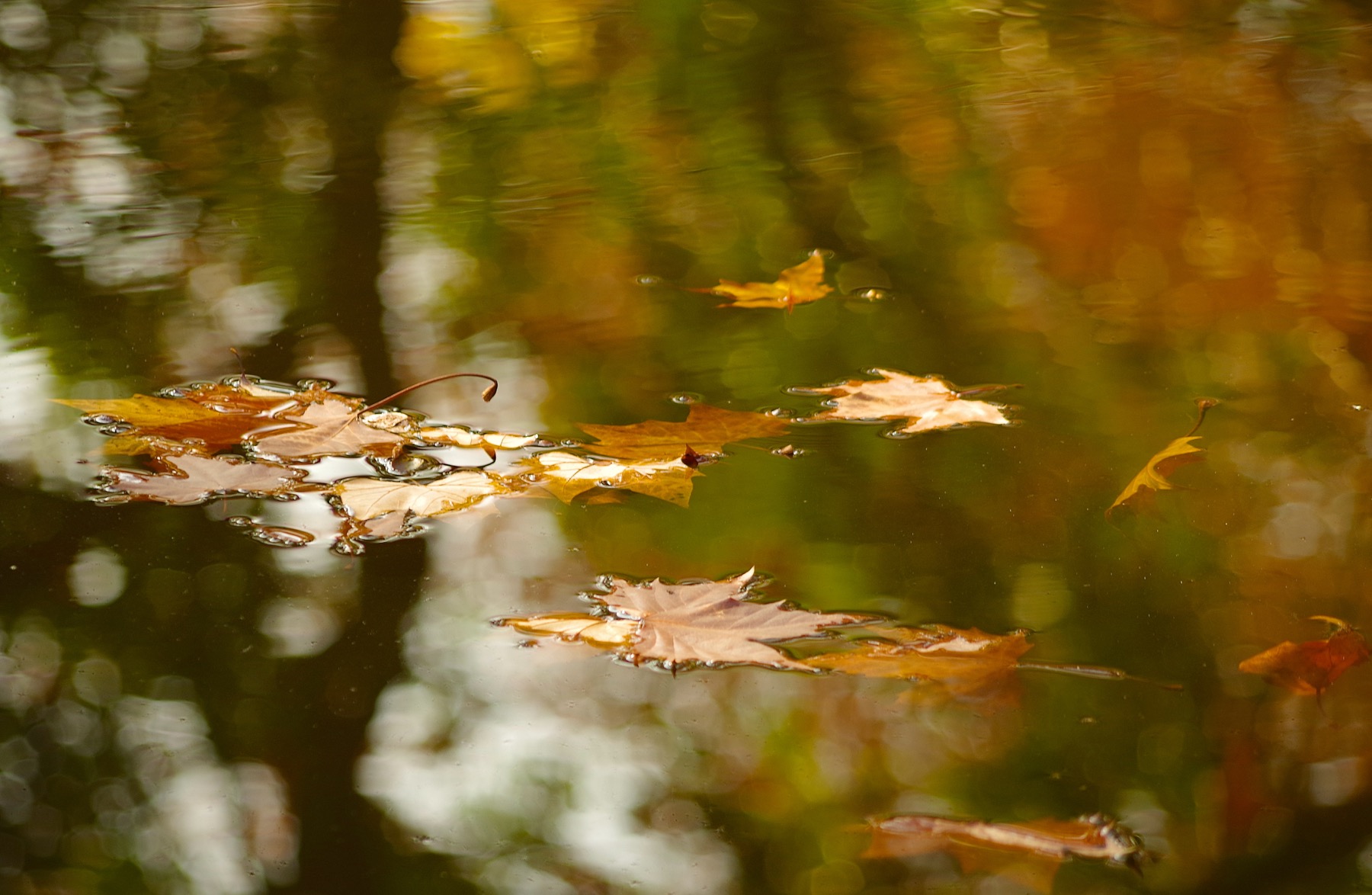 Листья на воде