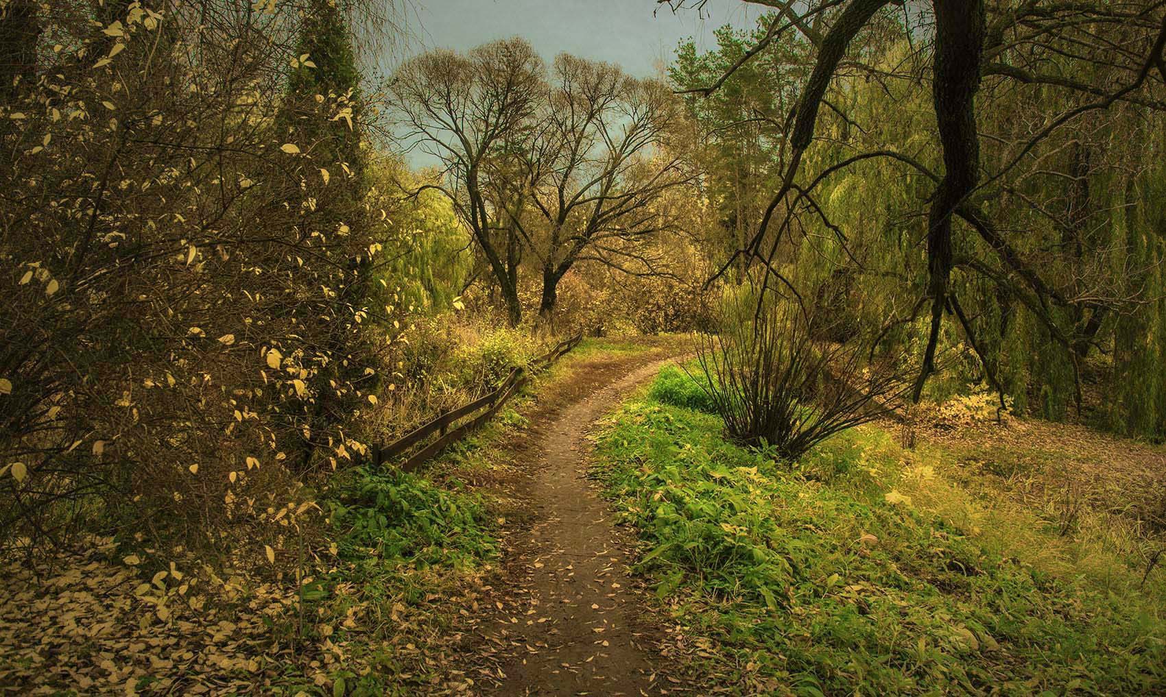 Лесная тропинка