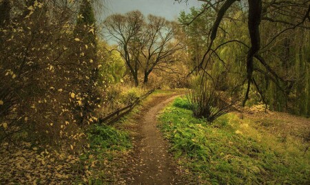 Лесная тропинка