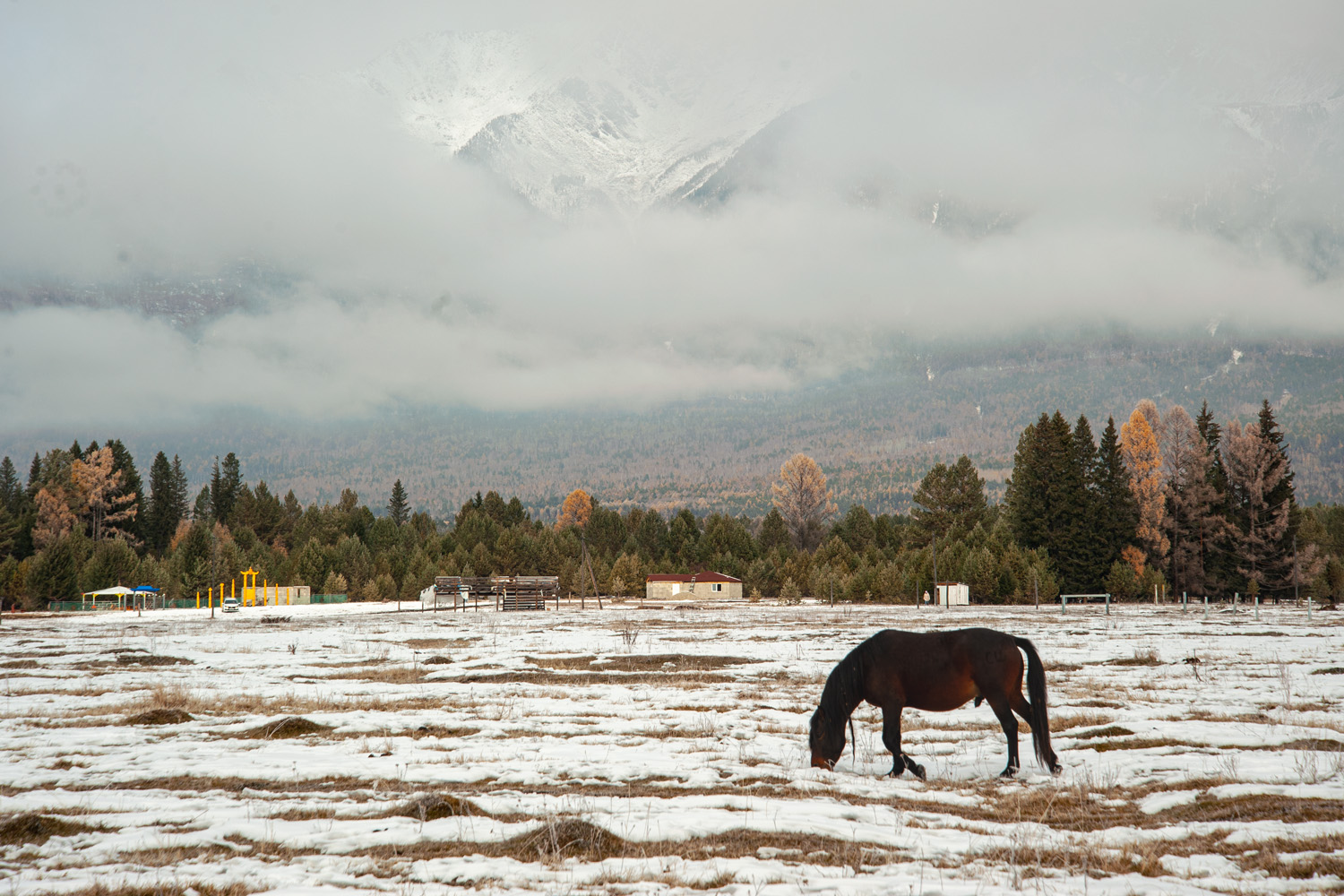 Альпийские луга южного Саяна