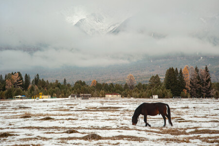 Альпийские луга южного Саяна