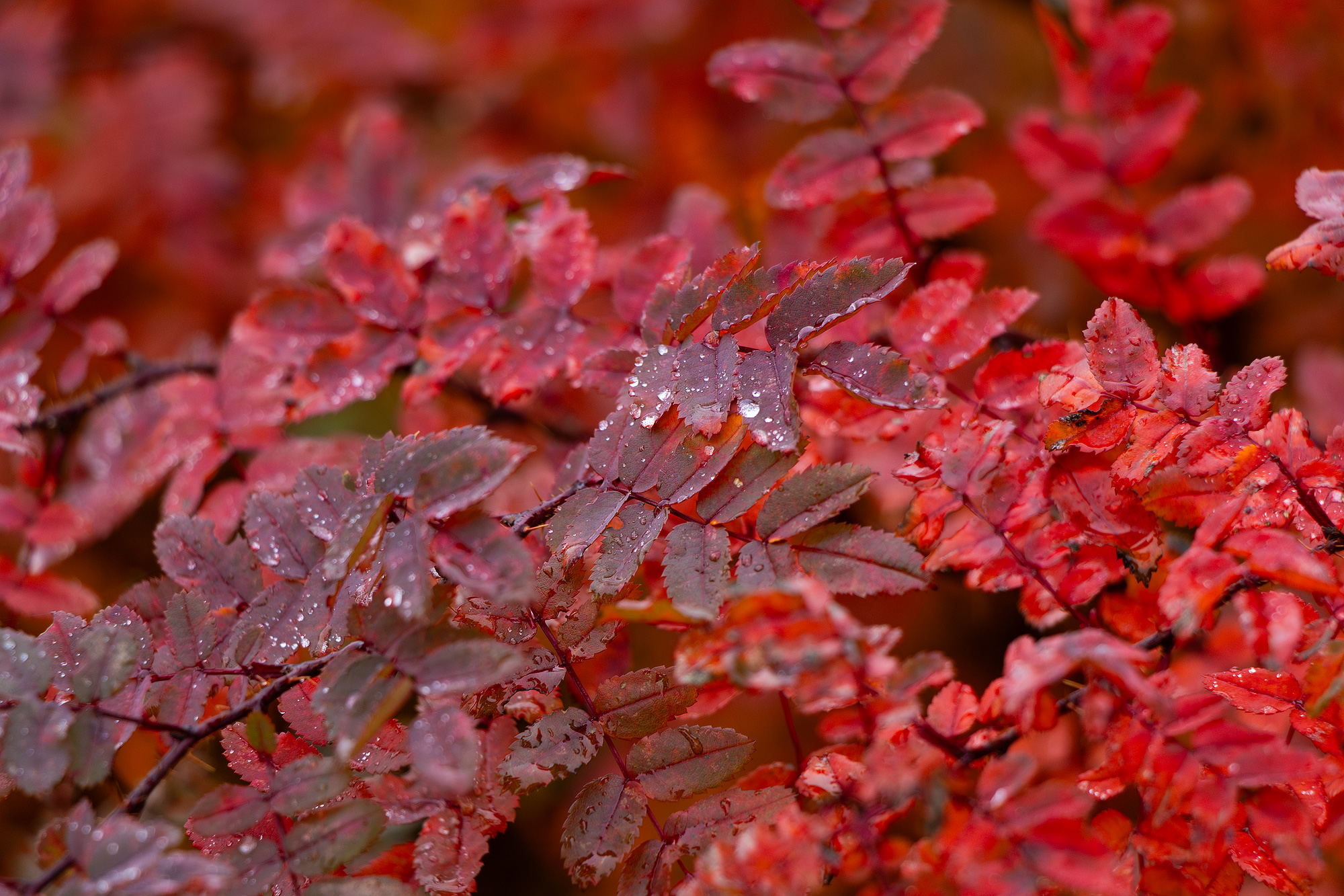 Слезы осени на алом 🌧🍁🍂